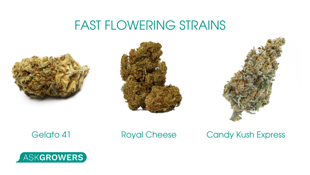fast flowering cannabis
